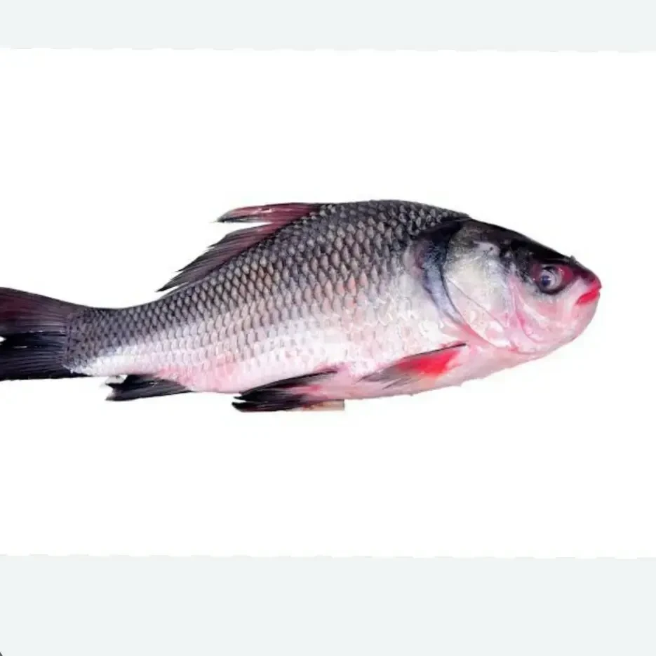 কাতলা মাছ (Katol fish)
