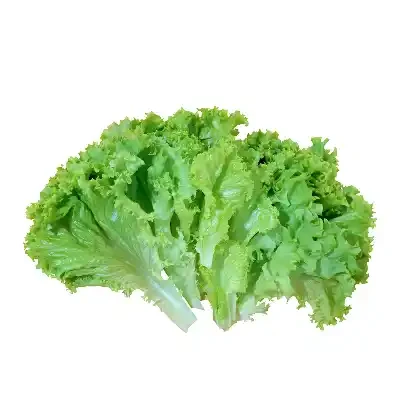 লেটুস পাতা (Lettuce Leaves)
