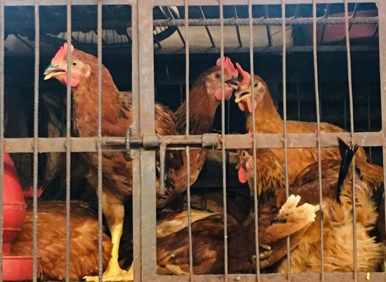 কক মুরগী 1000g - 1100g (Cock Chicken)