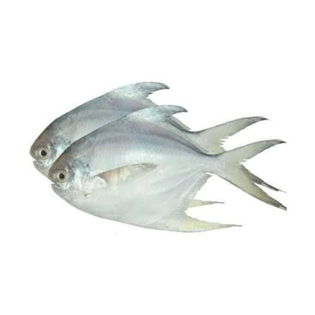 রূপচাঁদা ইলিশ