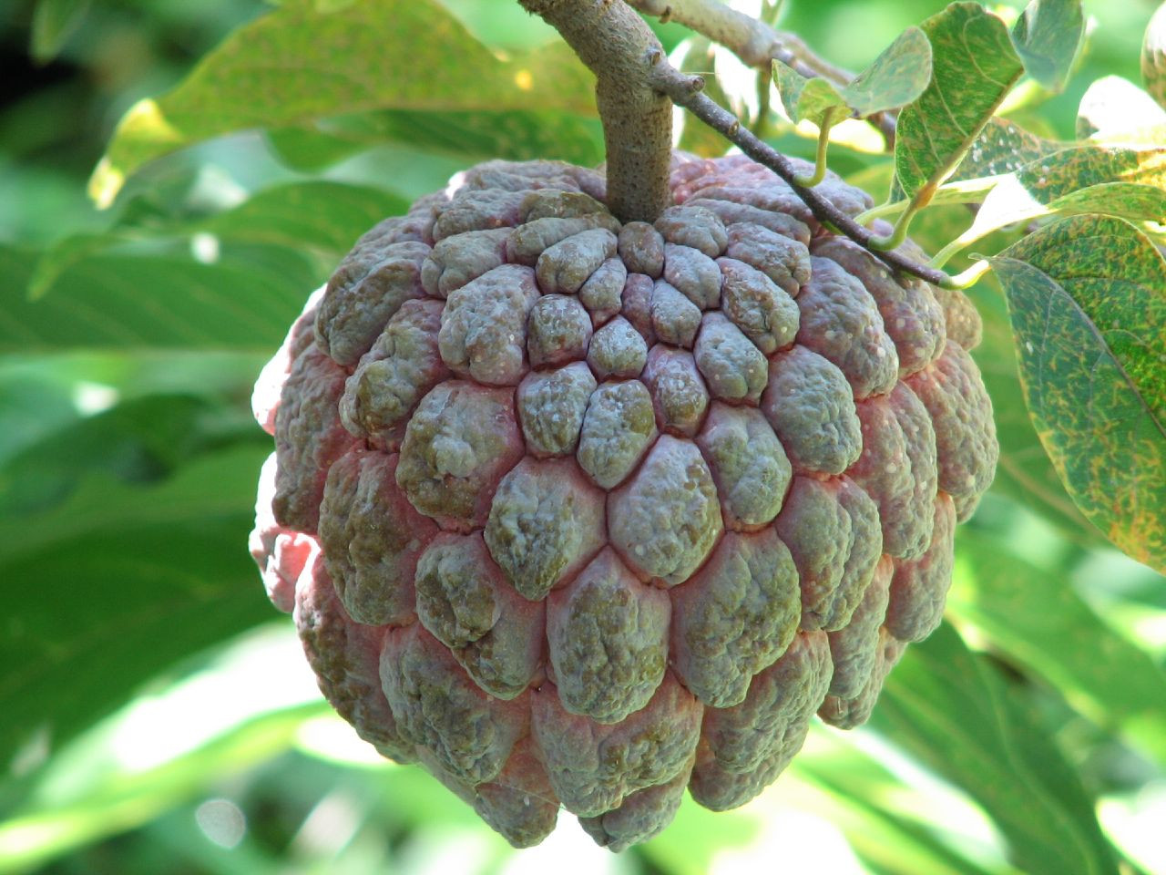 আতাফল 500g (Custard Apple)