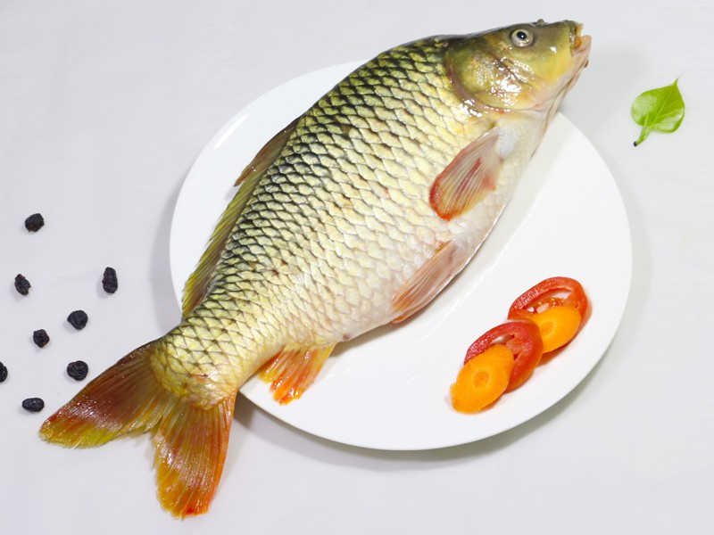 কার্পু মাছ (Carp Fish)