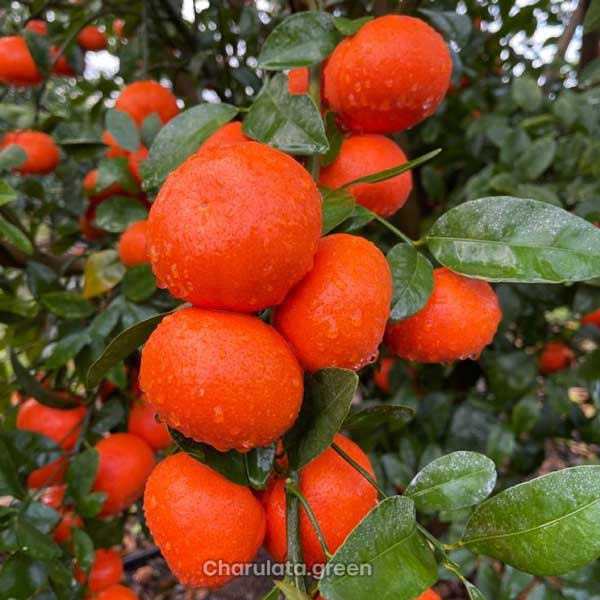 কমলা ছোট ( Orange)