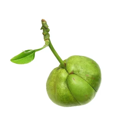 চালতা (Chalta / Elephant Apple)