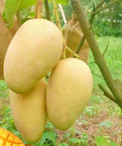 আম কাটিমন